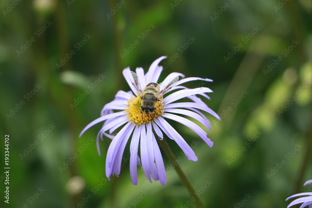 flower, nature, daisy, white, summer, yellow, garden, green, macro, spring, plant, camomile, flowers, blossom, beauty, bee, insect, flora, bloom, petals, grass, chamomile, petal, wild, close-up flower, nature, daisy, white, summer, yellow, garden, green, macro, spring, plant, camomile, flowers, blossom, beauty, bee, insect, flora, bloom, petals, grass, chamomile, petal, wild, close-up