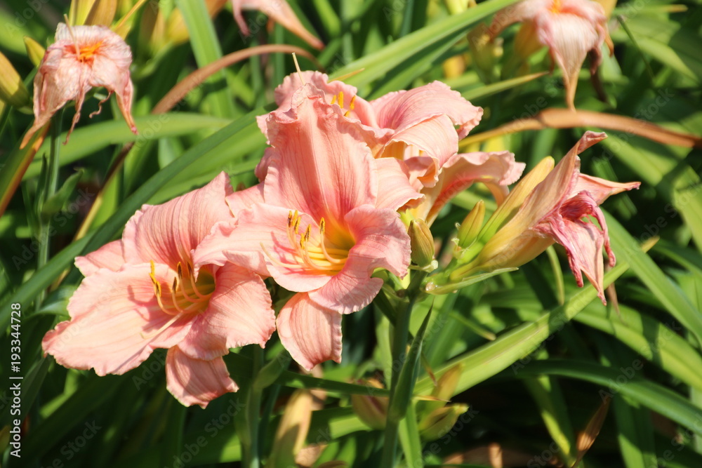 Fototapeta premium Pink Daylily, Devonian Botanical Gardens, Devon, Alberta