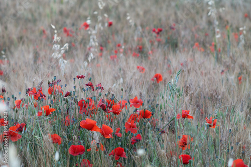 Poppies in a field of wheat - Italy 