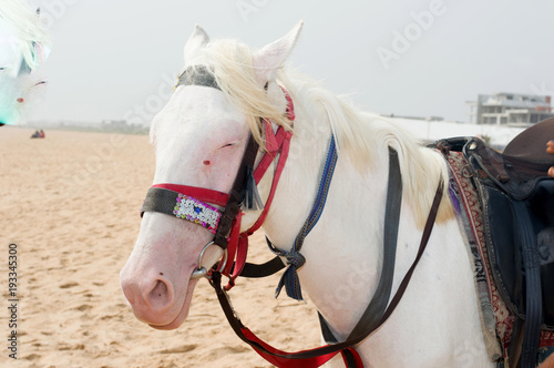 picture of a horse at the beach.