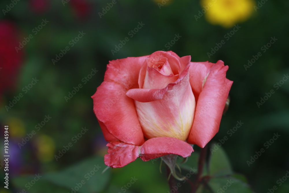 rose, flower, red, garden, nature, pink, bud, plant, bloom, beauty, roses, petal, floral, love, blossom, green, flora, macro, spring, petals, summer, leaf, red rose, flowers, color