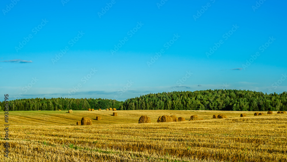 summer agricultural landscape. a grain field after harvesting with bales of dry straw under a clear blue sky.