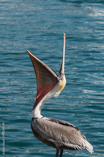 Canvas Print Pelican with open mouth