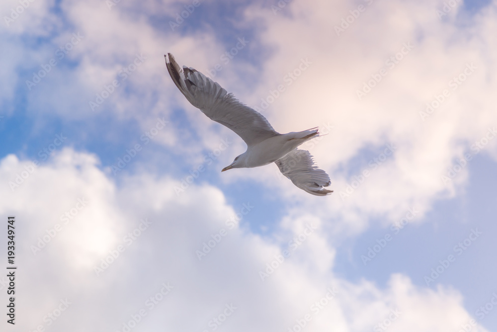 flying Seagull on blue sky background with clouds flying Seagull on blue sky background with clouds