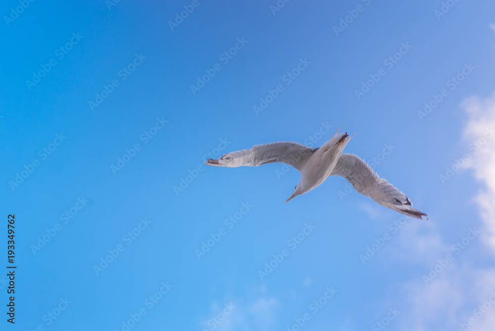 Obraz premium flying Seagull on blue sky background with clouds