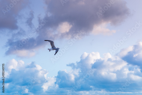 flying Seagull on blue sky background with clouds