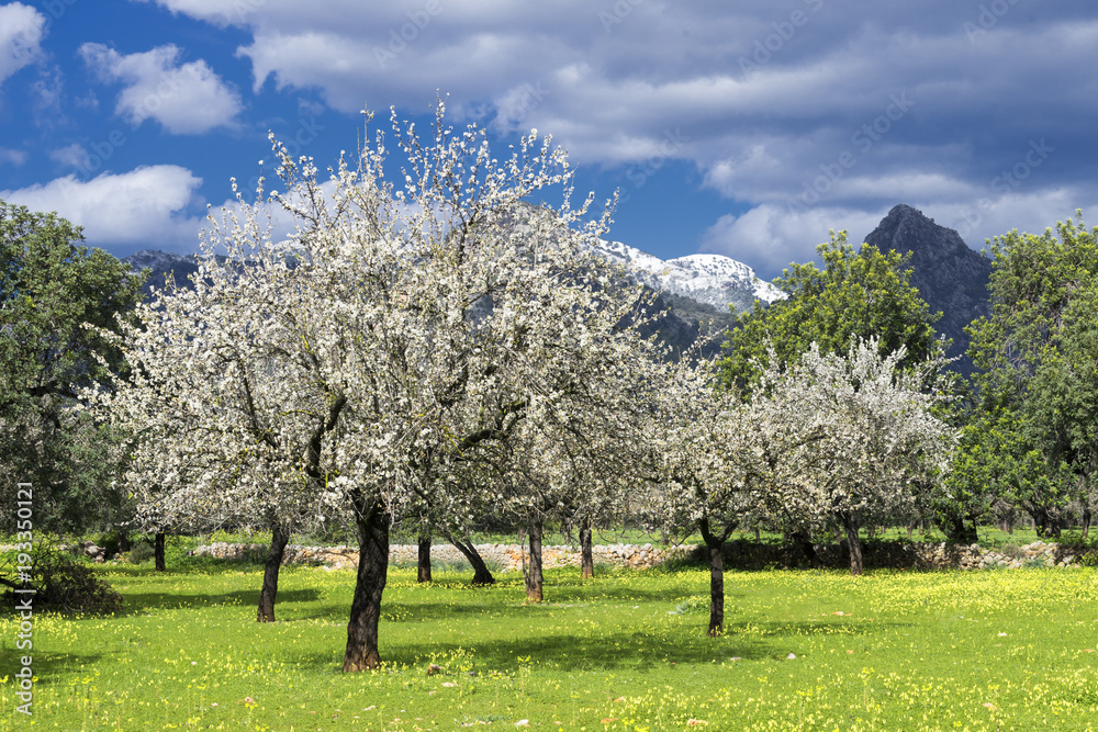 almond trees