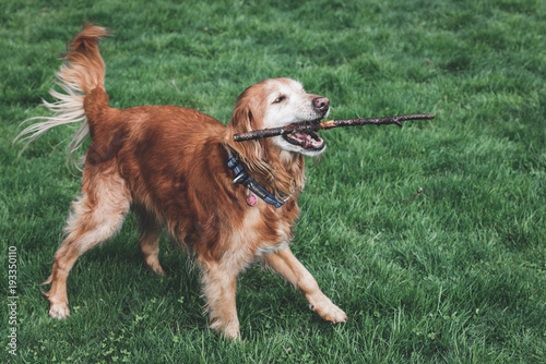 Fotografie Retriver dog playing fetch with stick