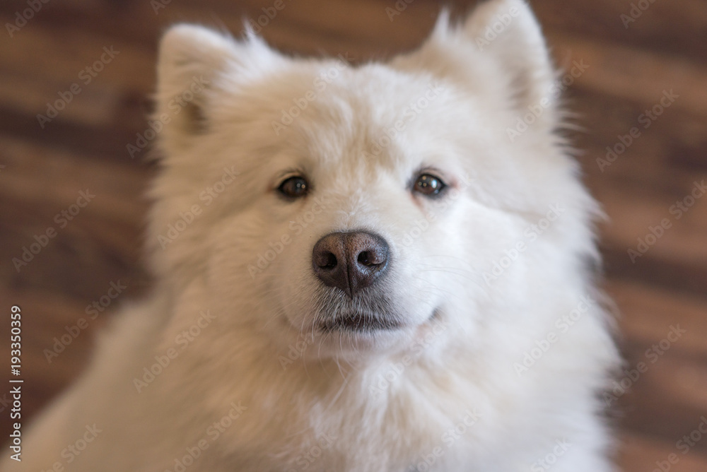 portrait of a white Samoyed husky portrait of a white Samoyed husky