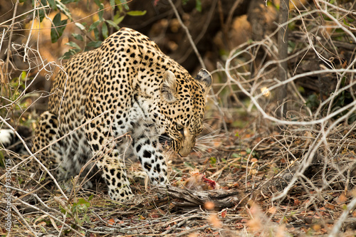 Leopard growling at meal