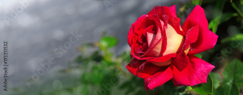 Single blooming red rose.