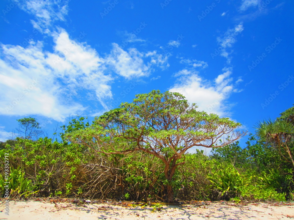Fototapeta premium wood under the blue sky