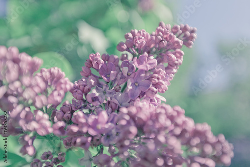  Beautiful lilac background. Pastel purple colors. Spring season in nature