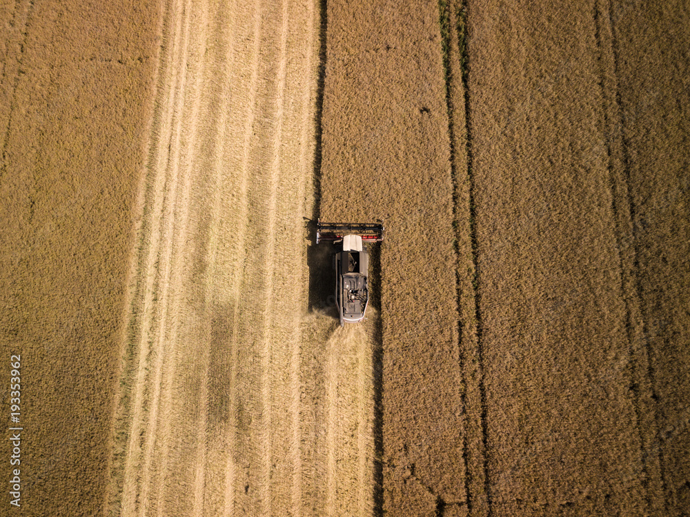 Combine harvester harving crop corns Combine harvester harving crop corns