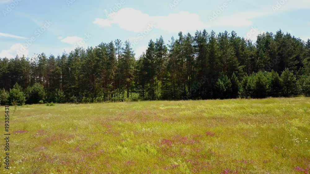 Drone flying fast forward, rising above lush meadow. Aerial shot of summer field and evergreen forest. Treetops. 4K. Drone flying fast forward, rising above lush meadow. Aerial shot of summer field and evergreen forest. Treetops. 4K.