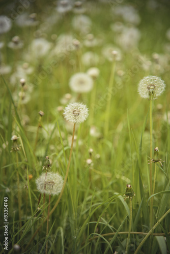Beautiful field of dandelion flowers in a tall green grass meadow
