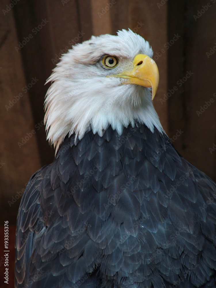 Obraz premium Bald Eagle