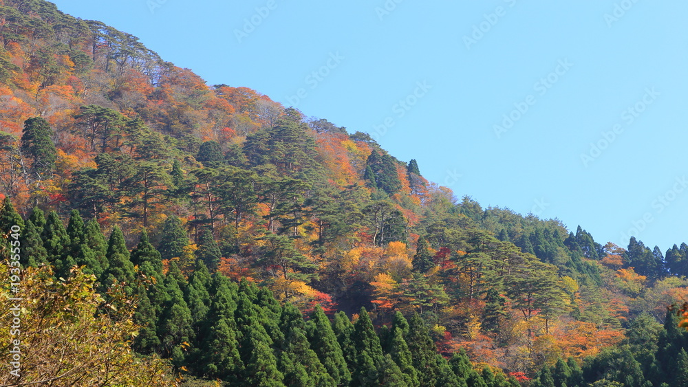 里山の紅葉　Autumn of the low mountain	
