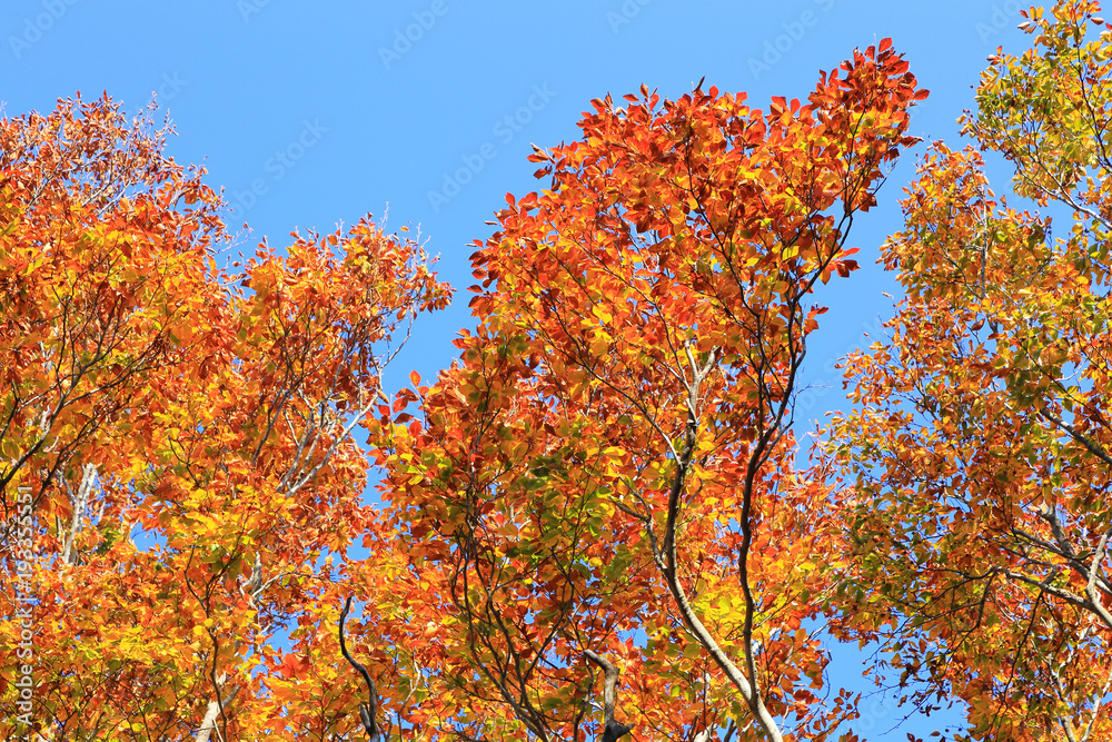 ブナの紅葉　Autumn leaves of beech