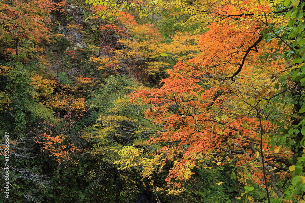 里山の紅葉　Autumn of the low mountain
