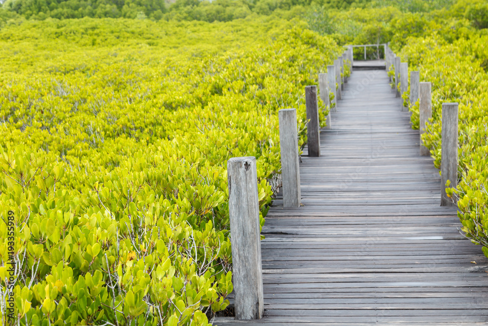 Outdoor walkway in mangrove forest