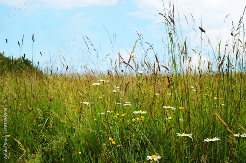 Wild Flowers Among Long Grasses in Summer