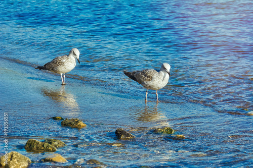 Subadult European Herring Gulls