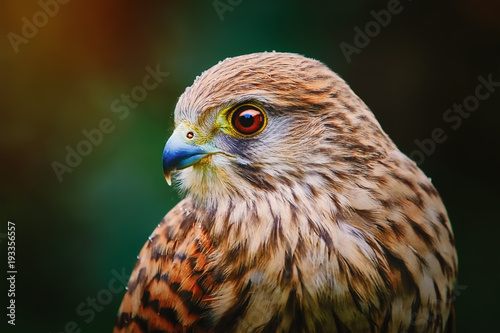 Samolepka Common Kestrel (Falco Tinnunculus)