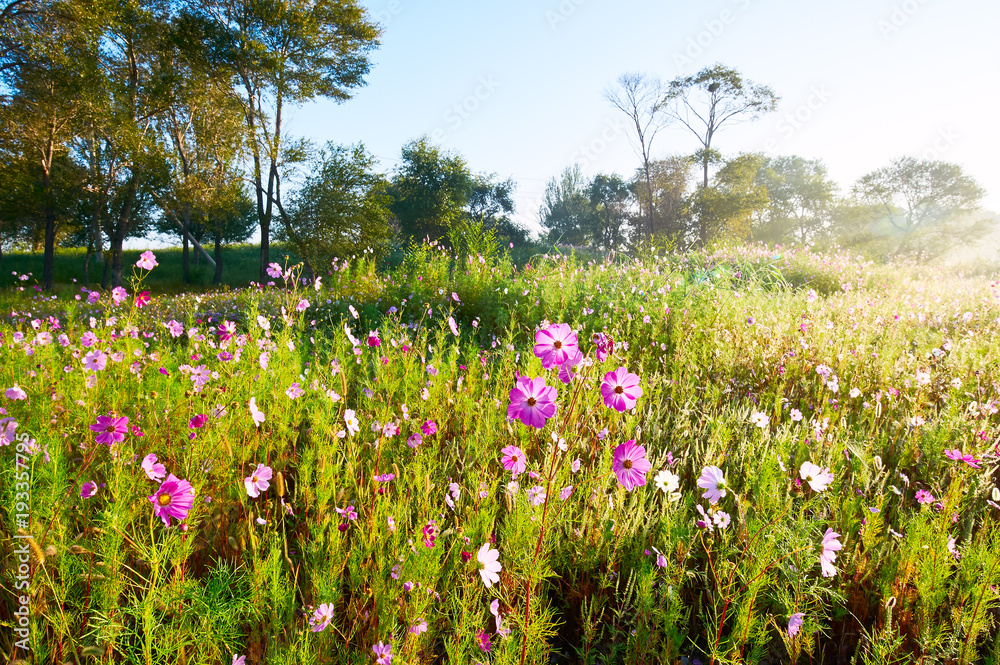 The Kelsang flowers bloom luxuriantly sunrise. The Kelsang flowers bloom luxuriantly sunrise.