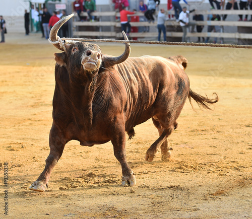 bull in spain