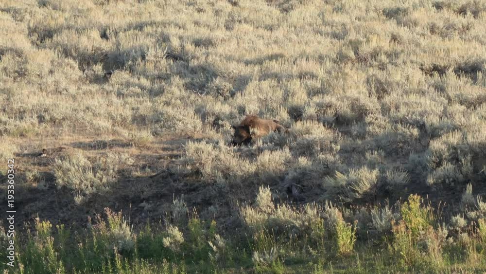 a mother grizzly bear rests with her two cubs in the lamar valley of yellowstone national park, usa a mother grizzly bear rests with her two cubs in the lamar valley of yellowstone national park, usa