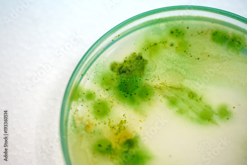 Colony of blue green algae in culture medium plate.