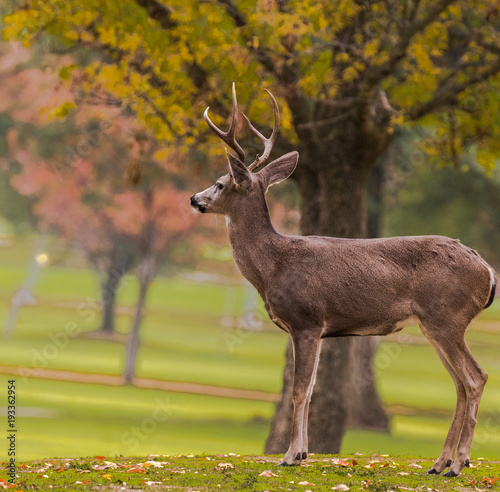 Deer on a Golf Course on an Autumn Day
