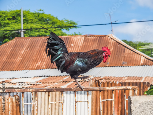   Walking around Penstraat street   Curacao views photo