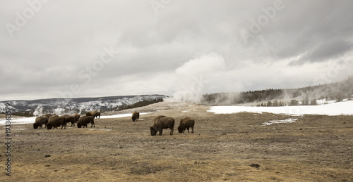 Buffalo or bison grazing next to Old Faithful Geyser, Yellowstone National Park, Wyoming