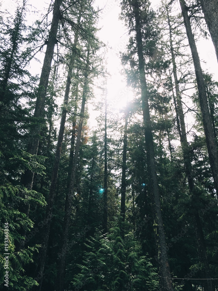 Sun shining through pine trees in the forest Sun shining through pine trees in the forest