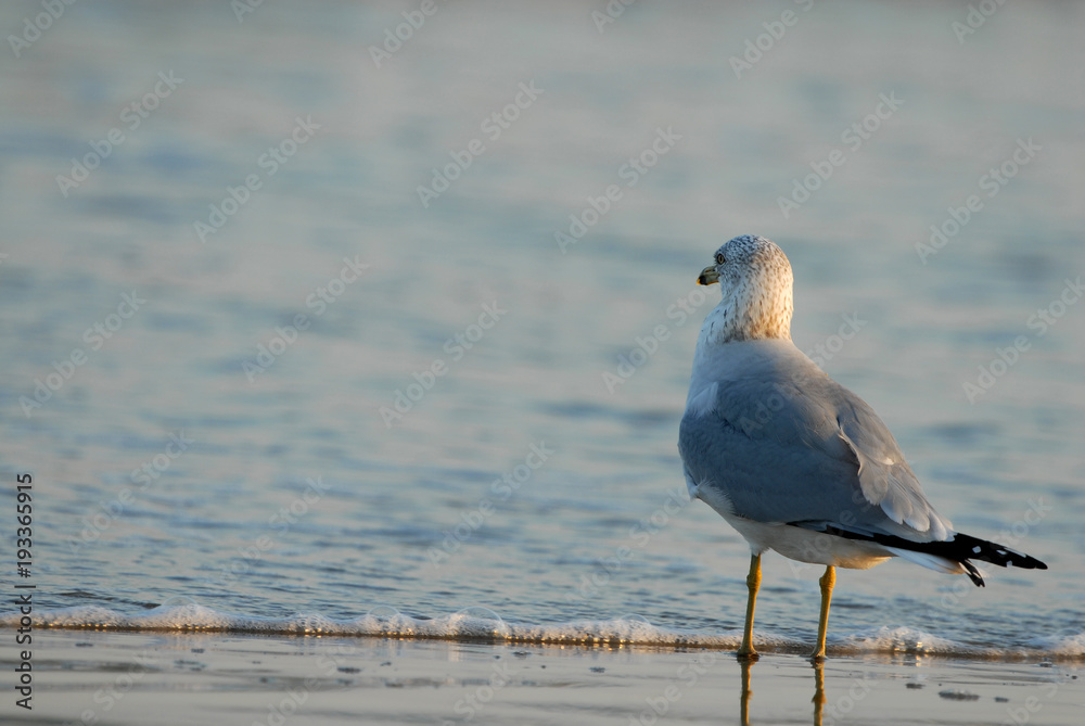 Fototapeta premium Into The Sea