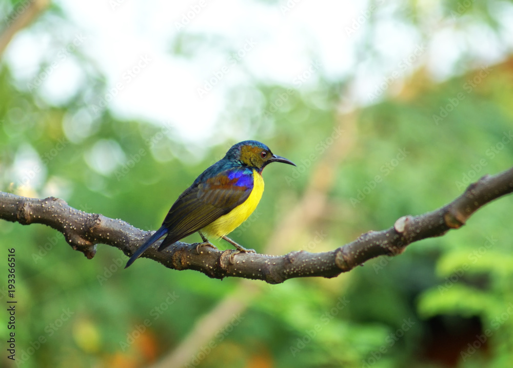 little bird in the nature little bird in the nature