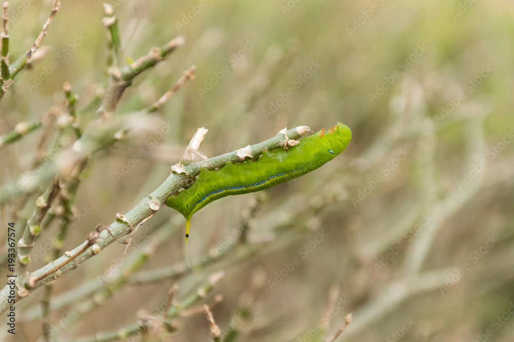 Green Lunar Caterpillar Green Lunar Caterpillar