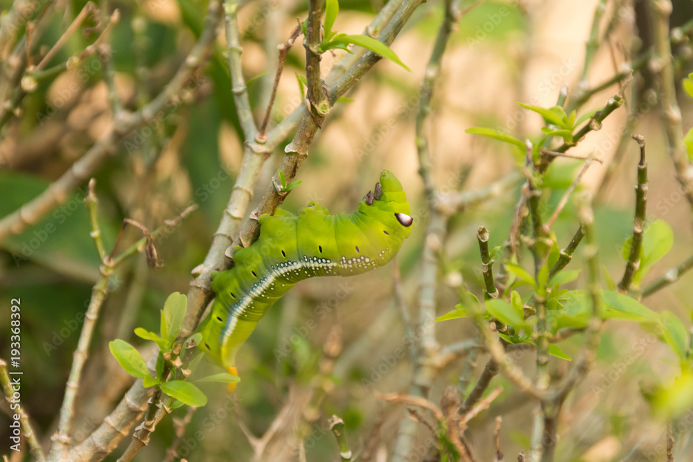 Obraz premium Green Lunar Caterpillar