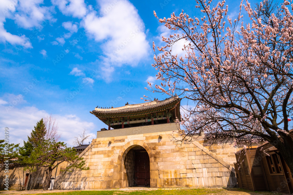 In spring, Apricot flower blossoms at Kyeongbokgung Palace in Seoul, Korea.