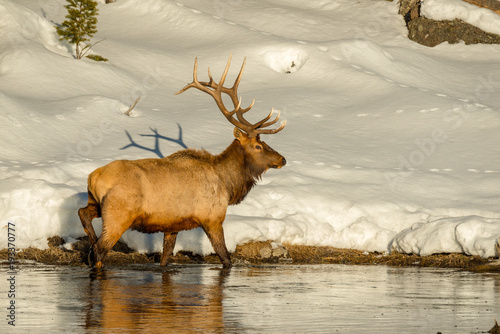 Wallpaper Mural Bull Elk with full rack forages for food along the edge of the Madison River in Yellowstone National Park Torontodigital.ca