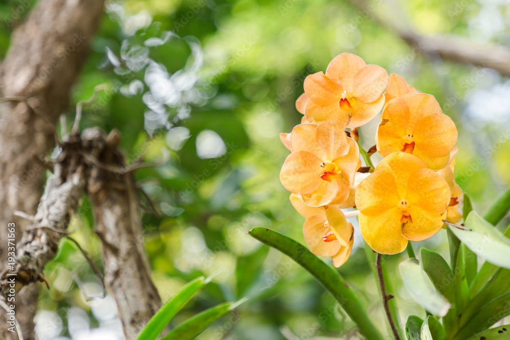 Obraz premium Orchid flower in orchid garden at winter or spring day for postcard beauty and agriculture idea concept design. Vanda coerulea orchid. Hybrid orchid.
