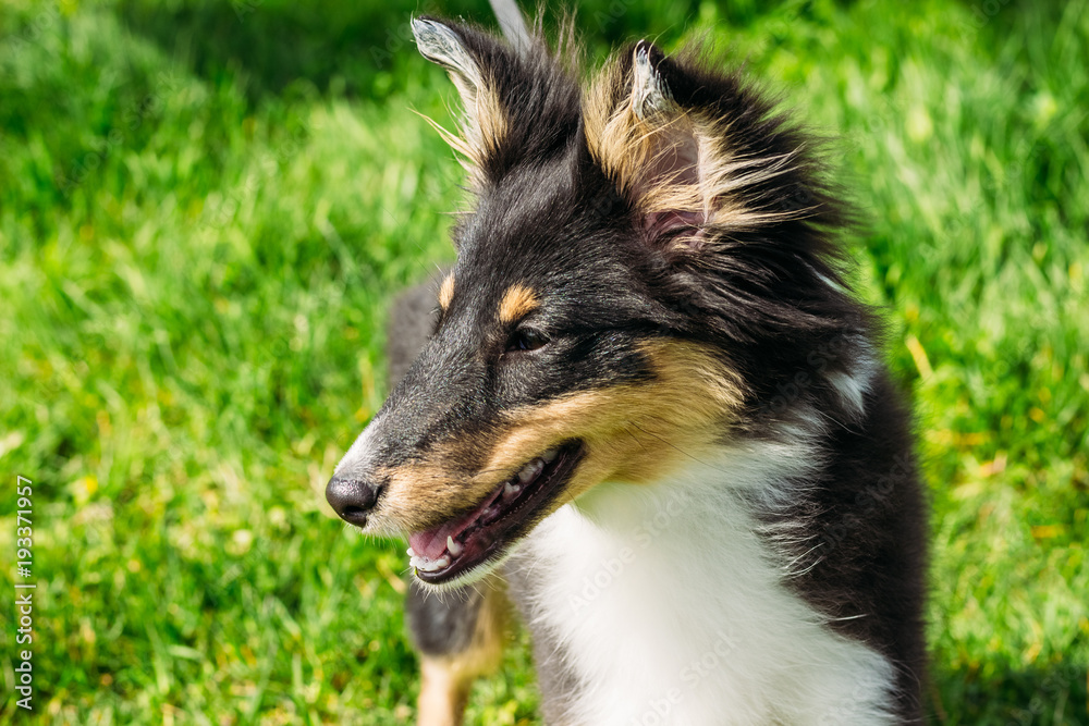 Beautiful Scottish Sheltie puppy, Green background Beautiful Scottish Sheltie puppy, Green background