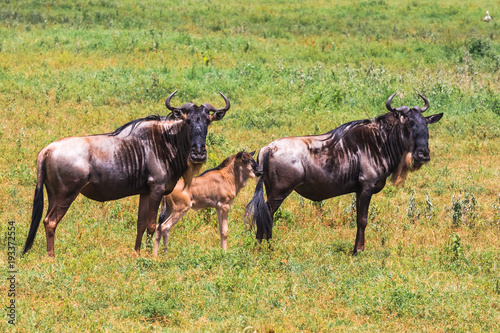 Small group of wildebeest. Crater NgoroNgoro, Tanzania, Africa 