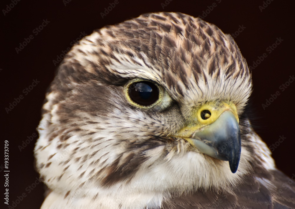 Obraz premium A Saker Falcon (Falco cherrug) on a black background.