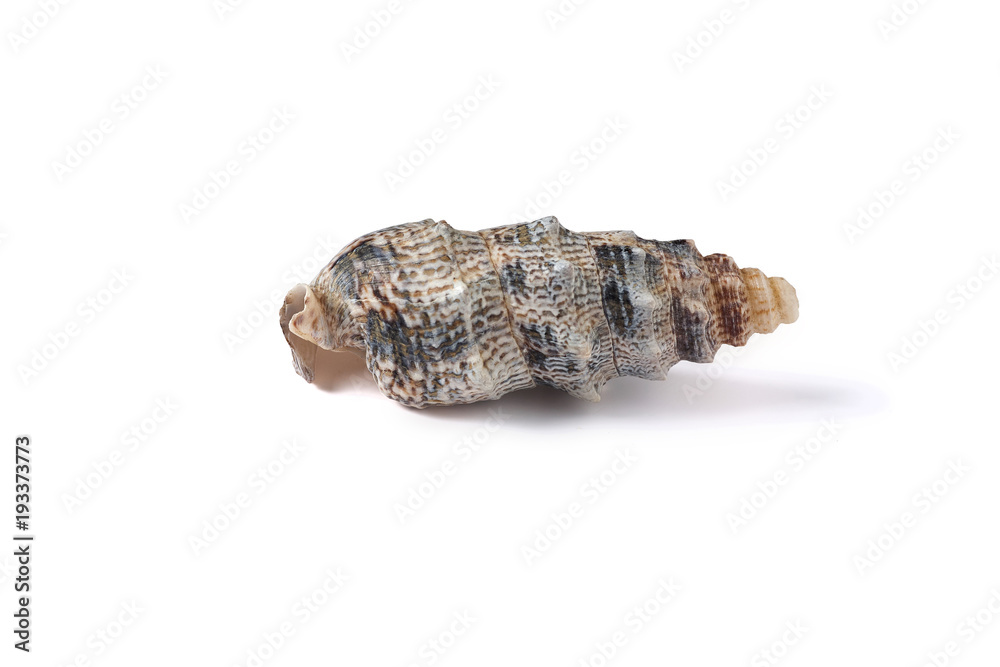 Seashell isolated on a white background. Seashell isolated on a white background.