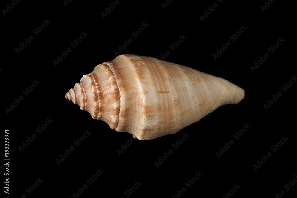 sea shell isolated on black background