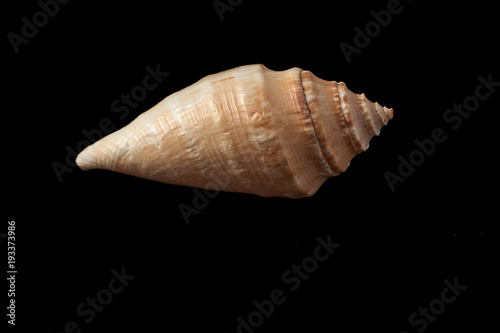 sea shell isolated on black background