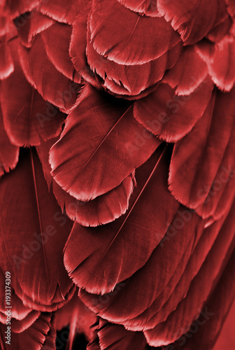 Close-up of the red colored feathers of a macaw